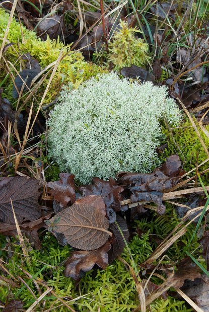 Cladonia rangiformis-8